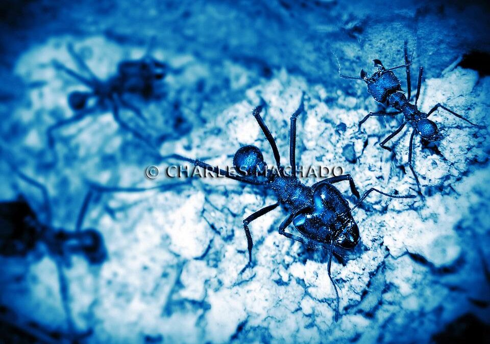 Fotografia criativa – Party of ants